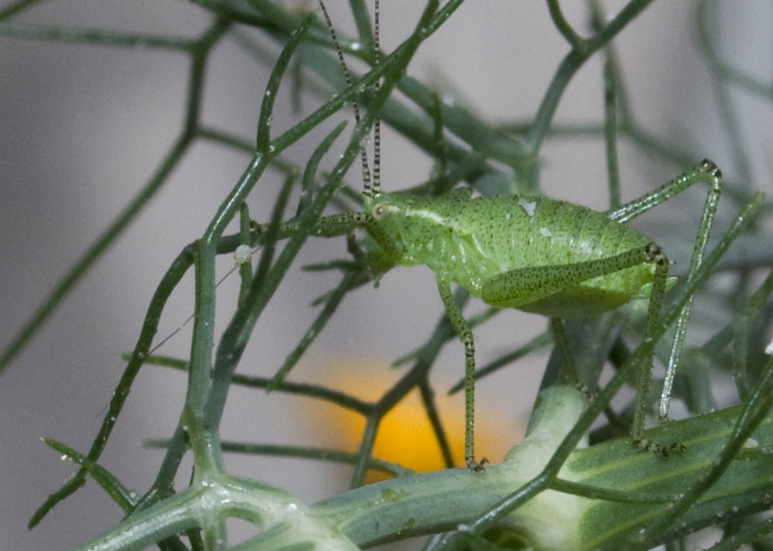 Neanide di Leptophyes sp.